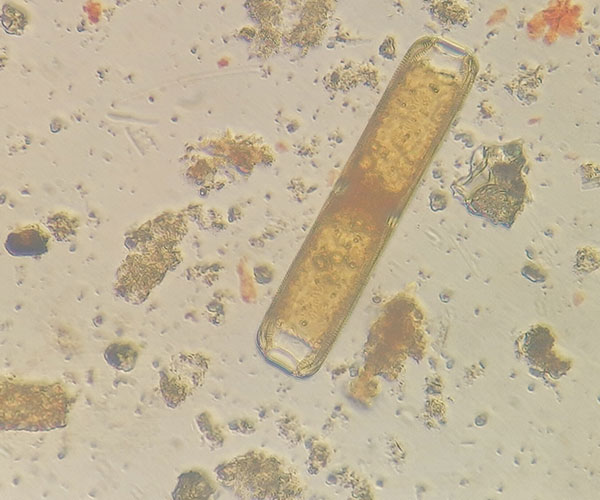 microalgas-2